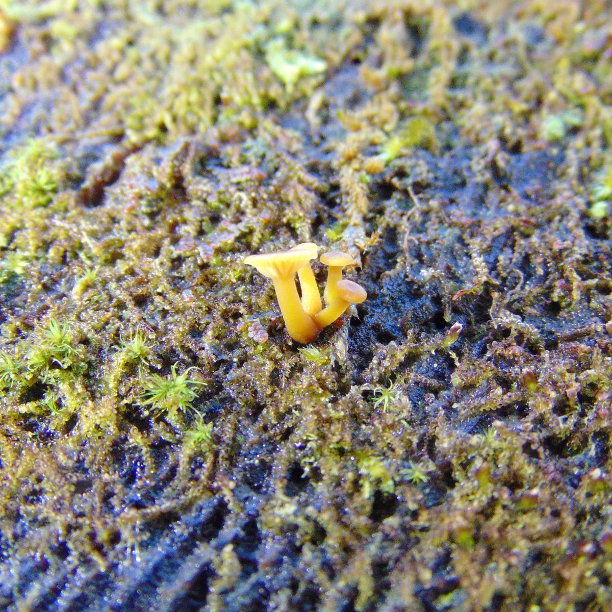 MEHPhotos's tweet image. Sometimes I come across the wee folk.