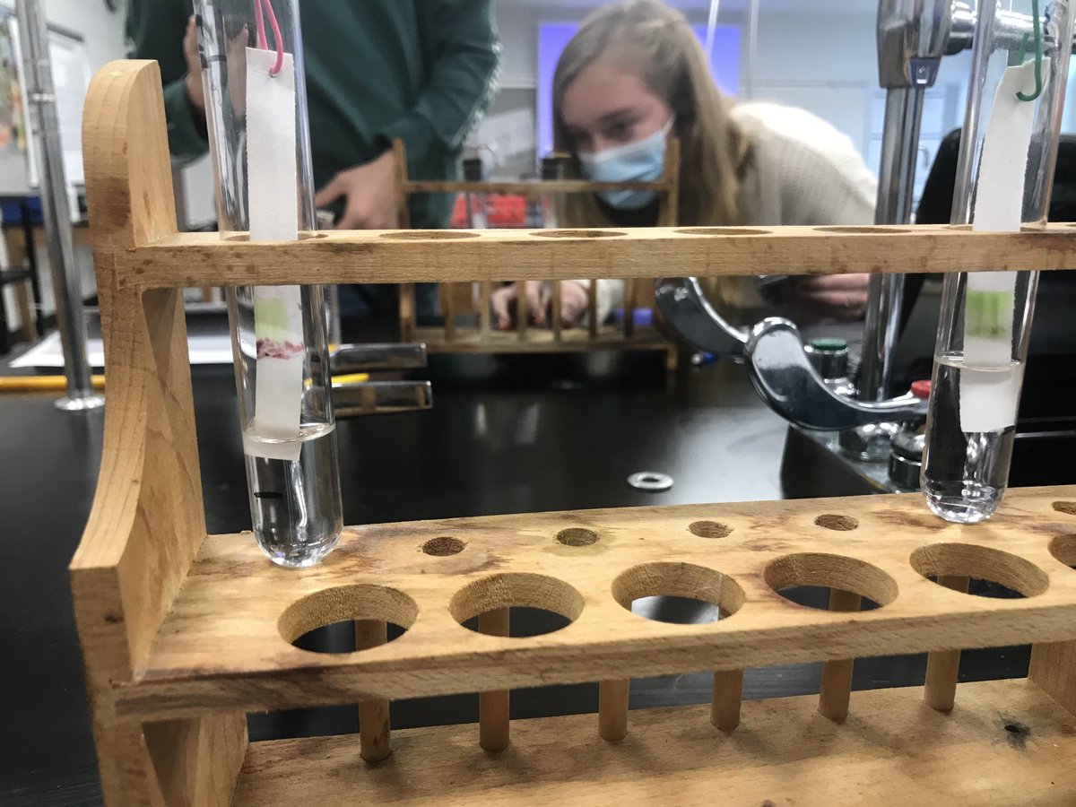 #1DCCS #NDCHARGERS #BIOLOGY  Wait... photosynthesis needs chlorophyll,the pigment chlorophyll is green. Do red leaves have the same pigments? Do they do photosynthesis the same way? Experimental evidence suggests... YES.