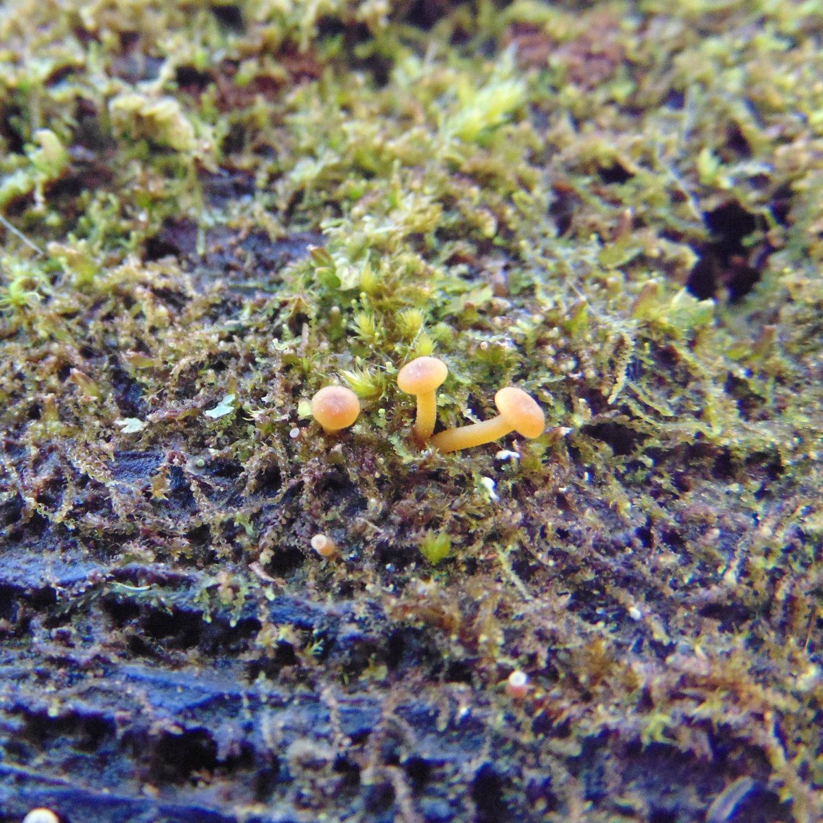 MEHPhotos's tweet image. Sometimes I come across the wee folk.