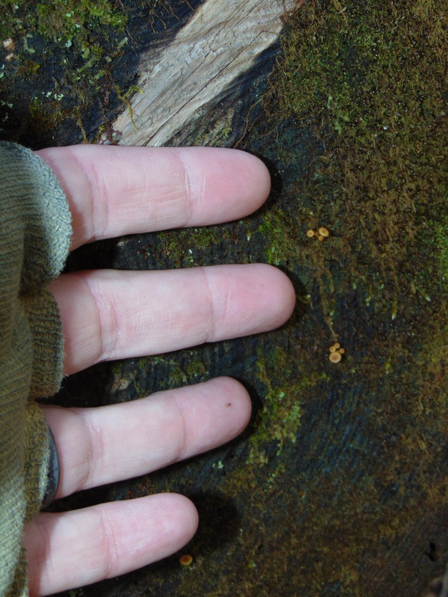 MEHPhotos's tweet image. Sometimes I come across the wee folk.