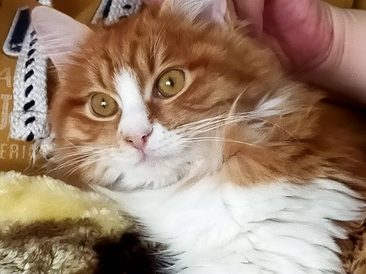 Yumuşacık tüyleri olan bir kediyi hatırlamışımdır. 
#kedi #cat #kitten #cats #kittenlove #