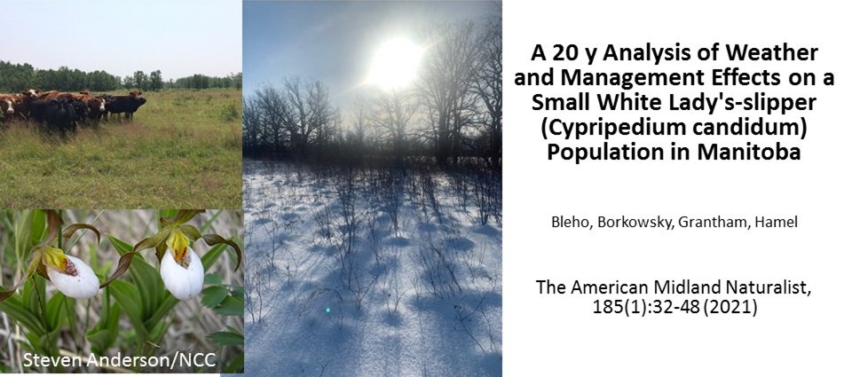 Small White Lady's-slipper orchids, cattle grazing tall-grass prairie, snow cover in a grassland