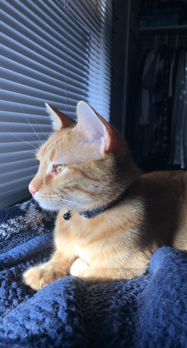 TravelerAustin's tweet photo. @AceTrainerLiam Say hi to oliver “Ollie” my best pal https://t.co/su3j3w9DMs