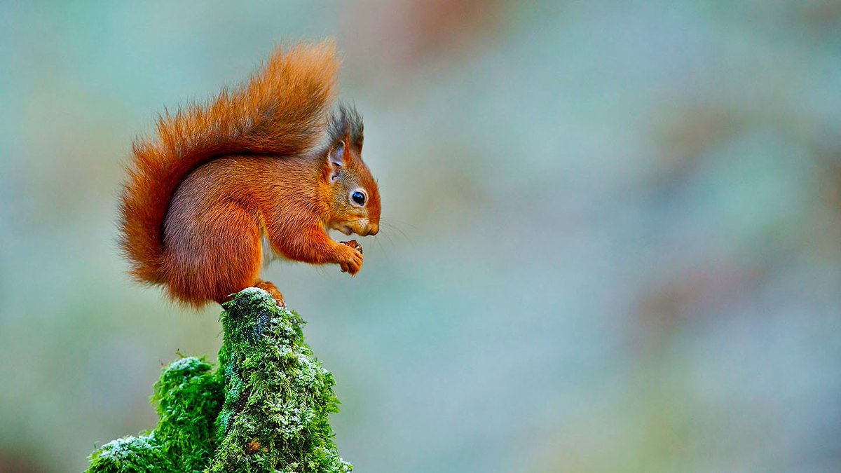 red squirrel pox virus spread by introduced grey squirrel http://www.northernredsquirrels.org.uk/squirrels/squirrel-pox-virus/