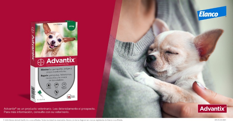 Advantix_Espana's tweet photo. ¿Convives con un perro mini que pesa entre 1,5 Kg. y 4 Kg.? También puedes darle toda la protección que se merece con las pipetas #Advantix.
➡ https://t.co/jjPuF7na4K https://t.co/aoA7kJ0Sqp