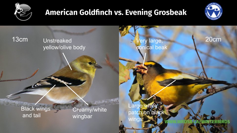 6/6: Let us know if you've seen Evening Grosbeaks this winter! This species has declined 92% since 1970. Grosbeaks are larger than Goldfinches and love to eat fruit, buds, and black oil seed. They will also drink maple sap by breaking the tips off branches.  #WRDSBWinterBirds