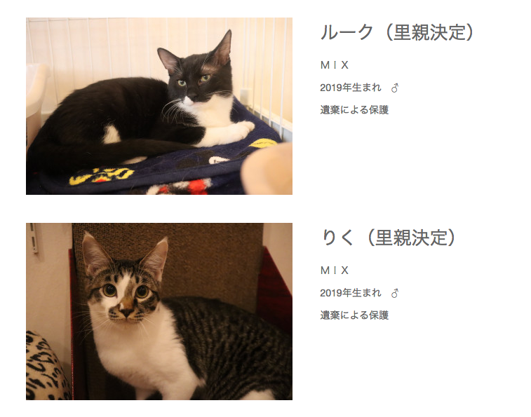 こんなにかわいいネコチャンを遺棄するとか、人間ゴミクズか?? 