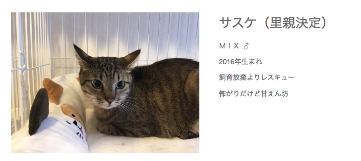 こんなにかわいいネコチャンを遺棄するとか、人間ゴミクズか?? 