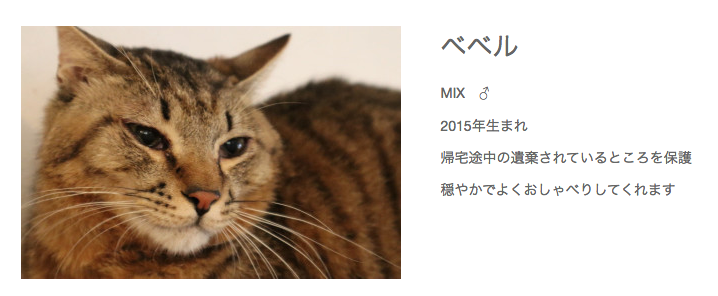 こんなにかわいいネコチャンを遺棄するとか、人間ゴミクズか?? 
