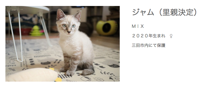 こんなにかわいいネコチャンを遺棄するとか、人間ゴミクズか?? 
