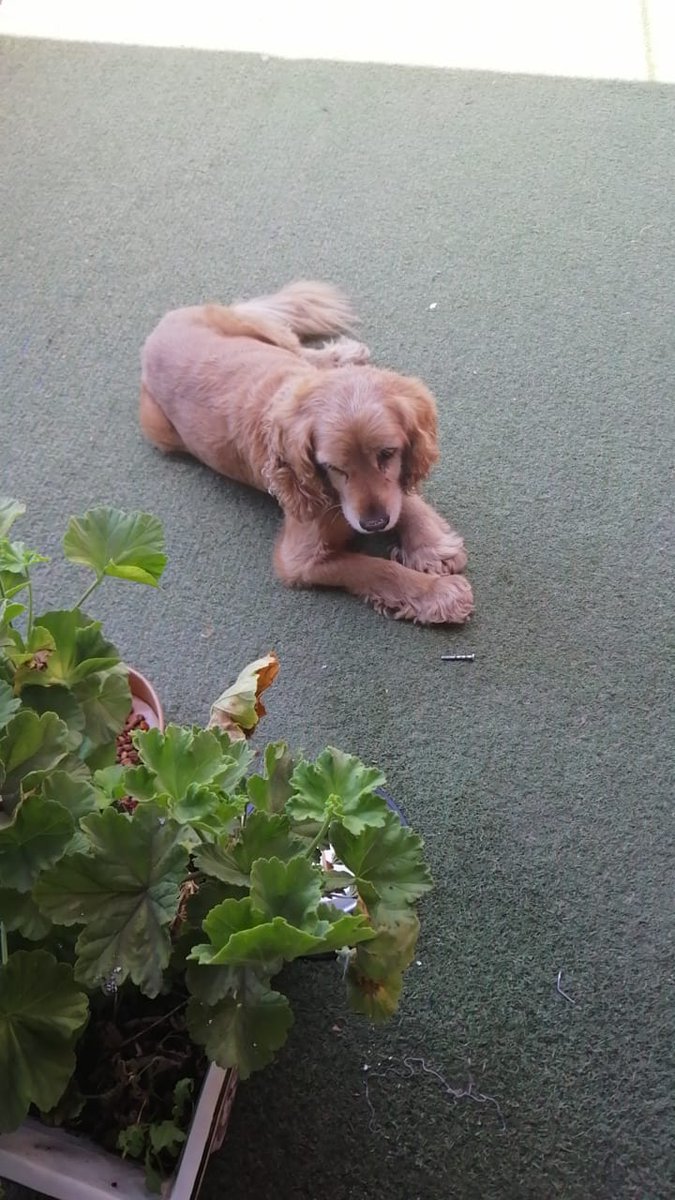 La Cisterna. Se busca hogar para este perrito que fue abandonado, miren qué lindo es <a href="/DeLaCisterna/">La Cisterna Info.</a> <a href="/Radio_LaChimba/">Radio La Chimba Santiago 📻🎶</a> <a href="/todogranavenida/">Todo Gran Avenida</a>  <a href="/ProaniSanMiguel/">Proani San Miguel Ch</a> <a href="/callejeritosDLV/">CallejeritosDeLaVega</a> @titalita1988 <a href="/PerrosPlazaHuem/">Perras Tuiteras🐾 Barrio Franklin 🇨🇱🐶🐱</a> <a href="/XimenaAG70/">Ximena A.G</a> <a href="/RebecaActivista/">Rebecca 🙋🏻‍♀️</a> @lyabo <a href="/urrutia_sonia/">Sonia Urrutia</a>   #ContigoCHV