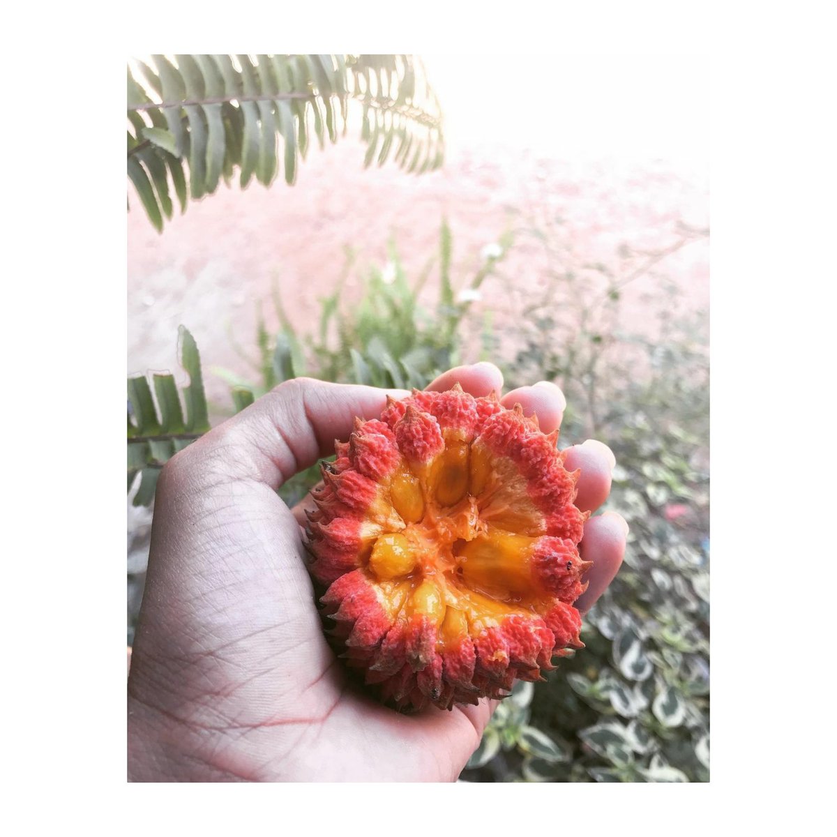 C_PingaPinga's tweet photo. MEJUBA / BAIXADA MARANHENSE -MA, BRASIL / 2021.
Alguém aí quer uma mejuba ?
Essas ganhei de Belinha
fotomemória: Carla Pinheiro.
#abyayaladespierta
#AmazonForest
#Maranhão
#baixadamaranhense
#TierraLibre
#AguaLibre
#PuebloLibre
#pingapinga🔥🔥 https://t.co/6XPXHXKlco