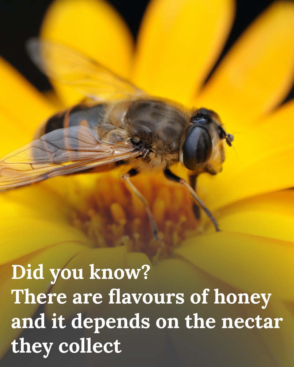 ZiziraExplorers's tweet photo. Uniflora and multiflora.
Uniflora honey, is derived from the nectar of only one flower. The bees extract the nectar from a specific type of flower.
Multiflora honey on the other hand, is extracted from the pollen or nectar of various wildflowers in the surrounding area. https://t.co/Mou0lMCGE3