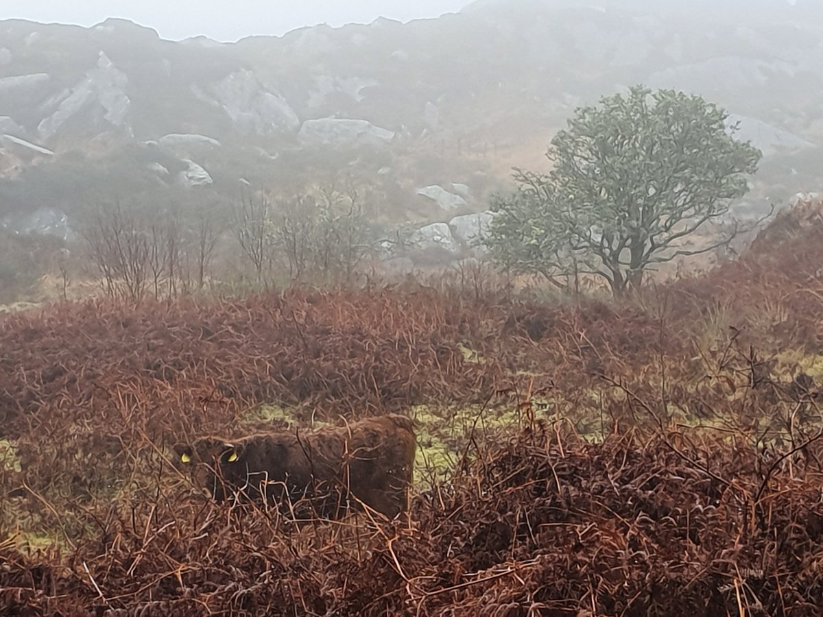 With her red coat, Maggie can be practically invisible when she's around bracken, which dies off for the winter, turning a deep russet