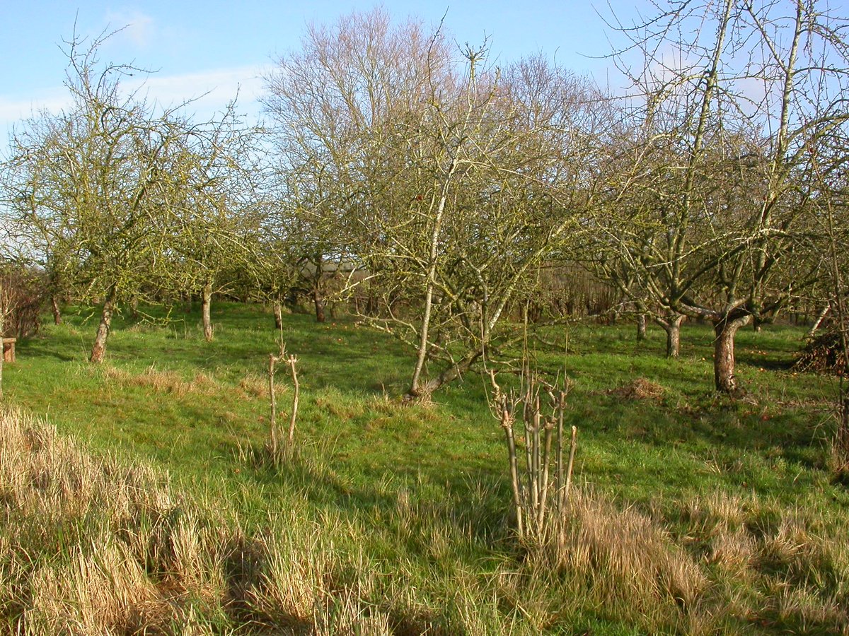 25 year old apple orchard. Twigs and branches conspicuously covered with yellow lichens. Everything visible here is Xanthoria parietina but there are other yellow species present in the orchard...