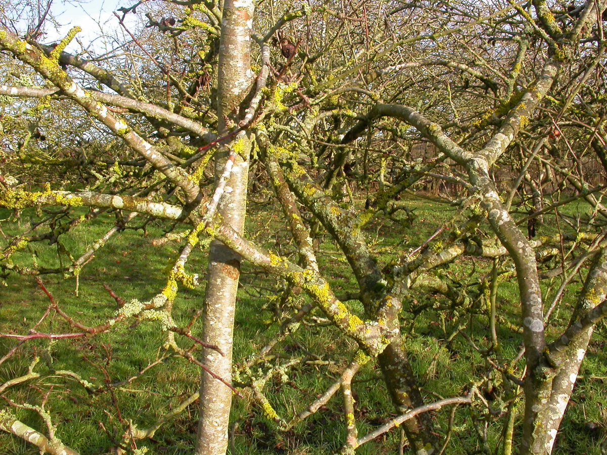 25 year old apple orchard. Twigs and branches conspicuously covered with yellow lichens. Everything visible here is Xanthoria parietina but there are other yellow species present in the orchard...