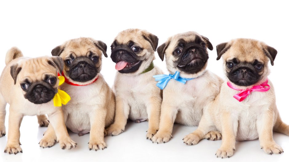 DogableNet's tweet image. Where to Find Pug Puppies for Sale
#pugpuppies #pug #pugpuppy #pugpuppiesforsale
dogable.net/pug-puppies-fo…