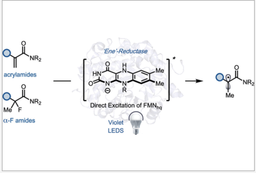 Just out in @J_A_C_S, research from @BioLECEFRC showing that direct excitation of flavin hydroquinone within “ene”-reductase active sites enables new substrates to participate in photoenzymatic reactions. Congrats Braddock, Phillip, Dan, Yuji, Greg, Todd. #chemistry #phdchat