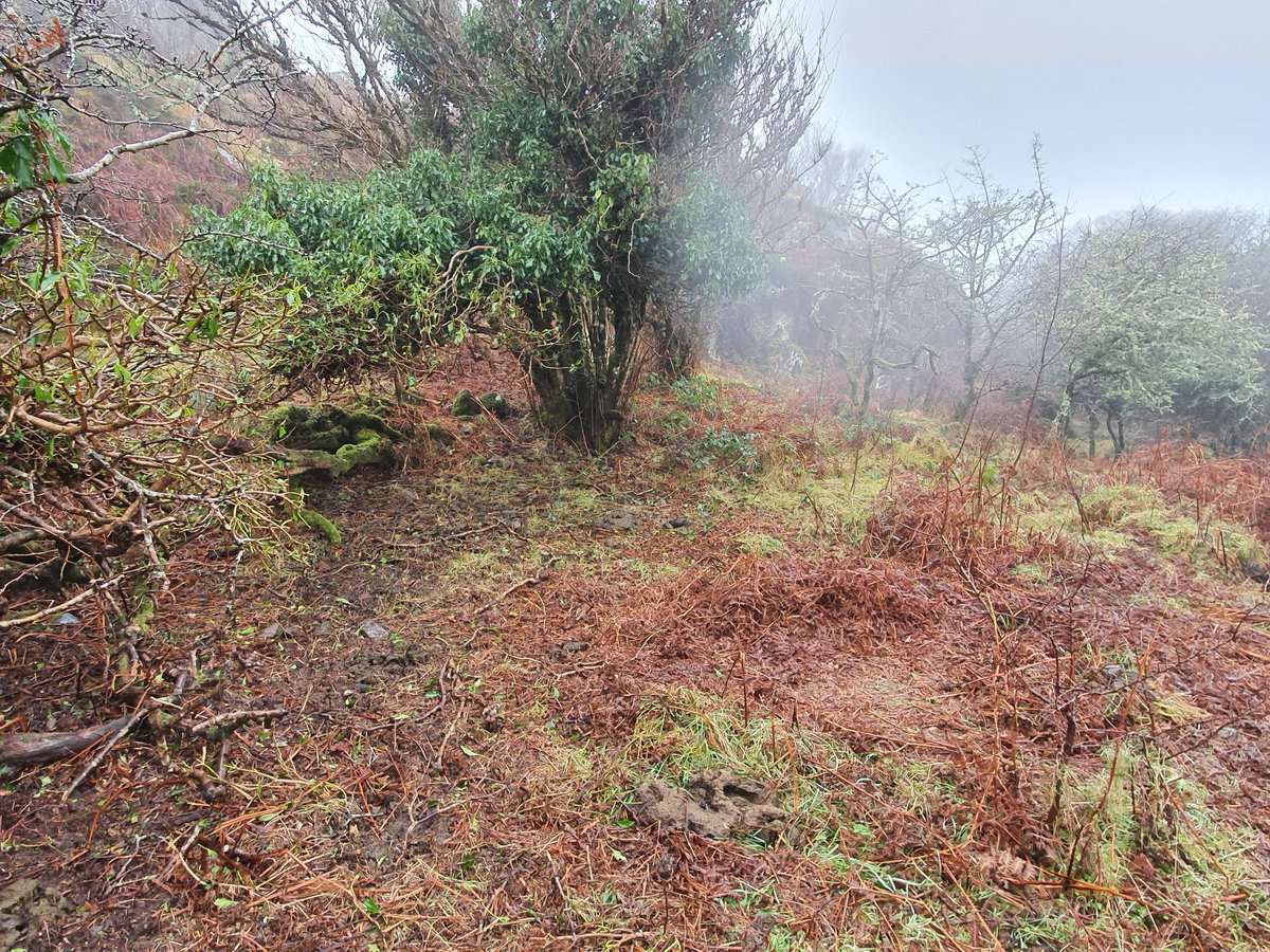 The Dexters cause far more ecological disturbance, in places churning the ground and providing opportunities for the seeds of native trees and other flora, invertebrates, ground-feeding birds, etc...