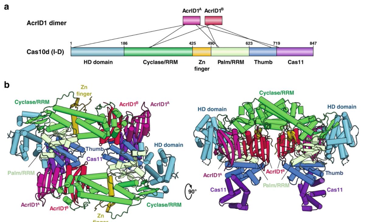 Using @molecularDM9 Minimal Media, Manav. et. al at @MRC_LMB investigated the inhibition of an archaeal CRISPR subunit by an anti-CRISPR protein
doi: 10.1038/s41467-020-19847-x

Find out about our media selection here: hubs.ly/H0DkkC50