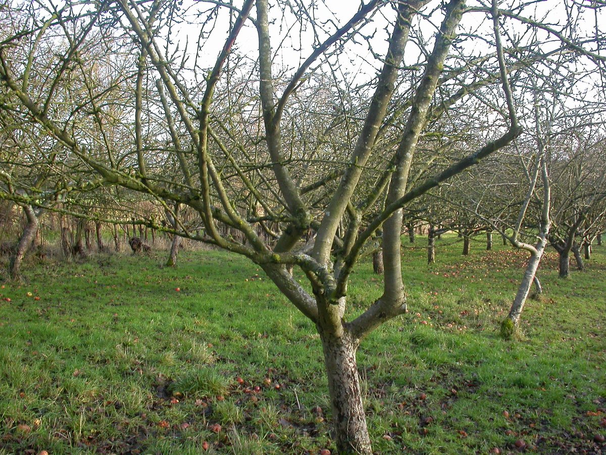 On more shaded branches we get a nice comparison of X. parietina growing next to Candelariella reflexa, the other common lichen on these apple trees.