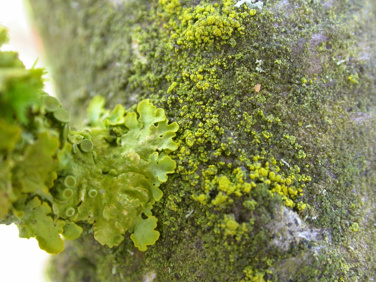 On more shaded branches we get a nice comparison of X. parietina growing next to Candelariella reflexa, the other common lichen on these apple trees.