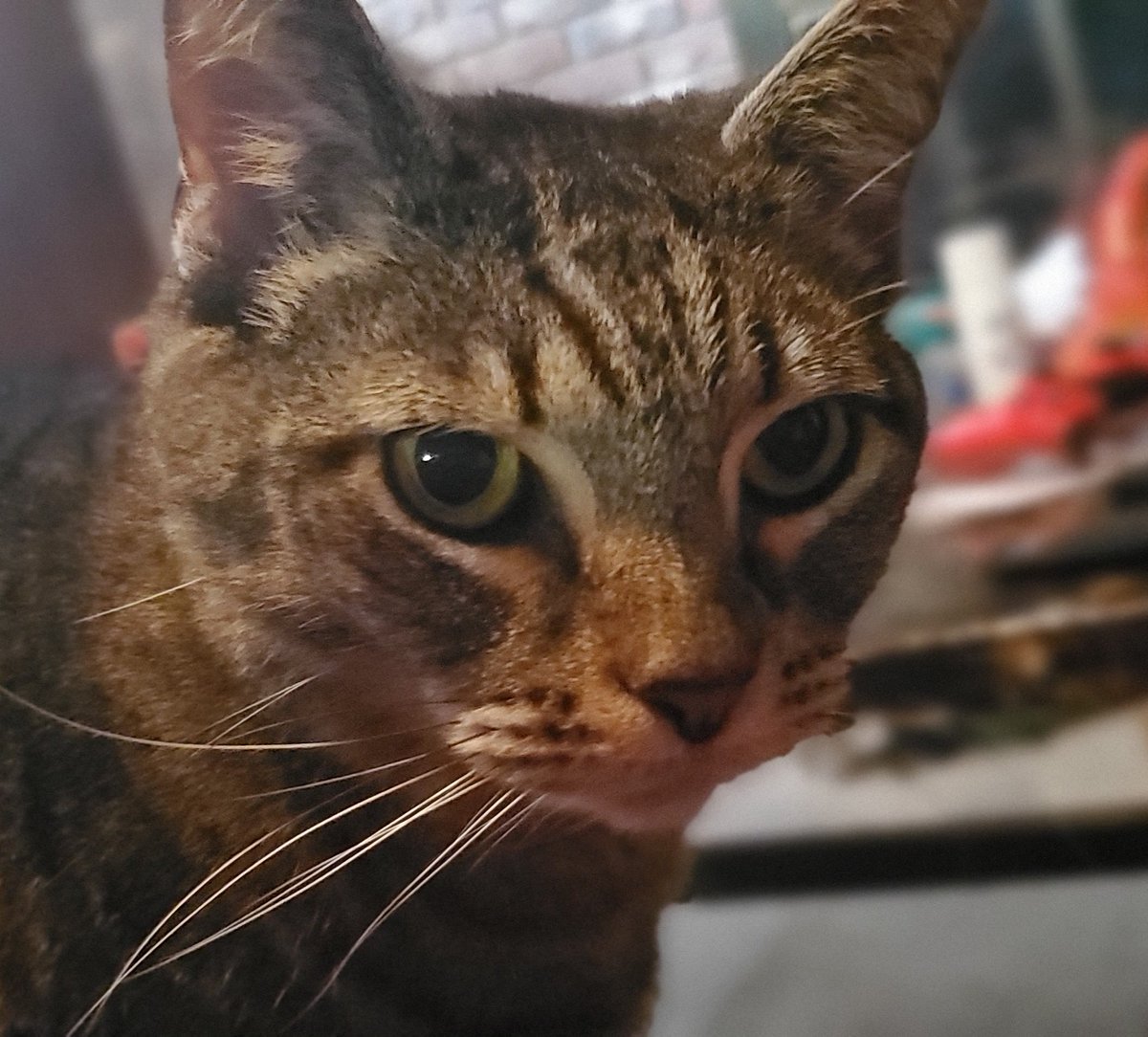 JaDubZee's tweet photo. #bestcatchallenge you may as well not even bother showing me your cats bc I already have the best one. https://t.co/7co3Q8KH5U