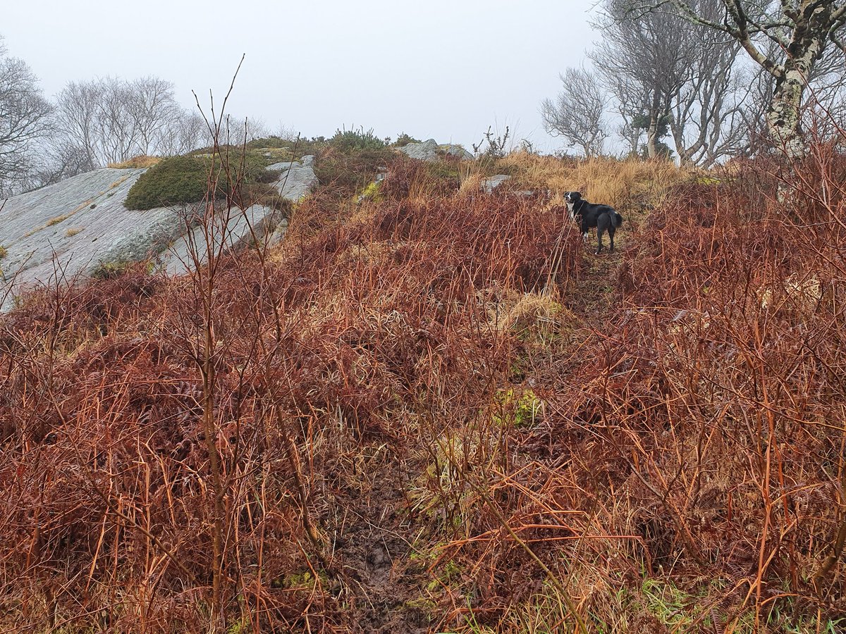 The Dexters leave the trees alone at this time of year, and will be put up onto the mountain commonage before the trees come into leaf, imitating traditional transhumance, or 'booleying' as it was known here in Ireland  #HighNatureValueFarming