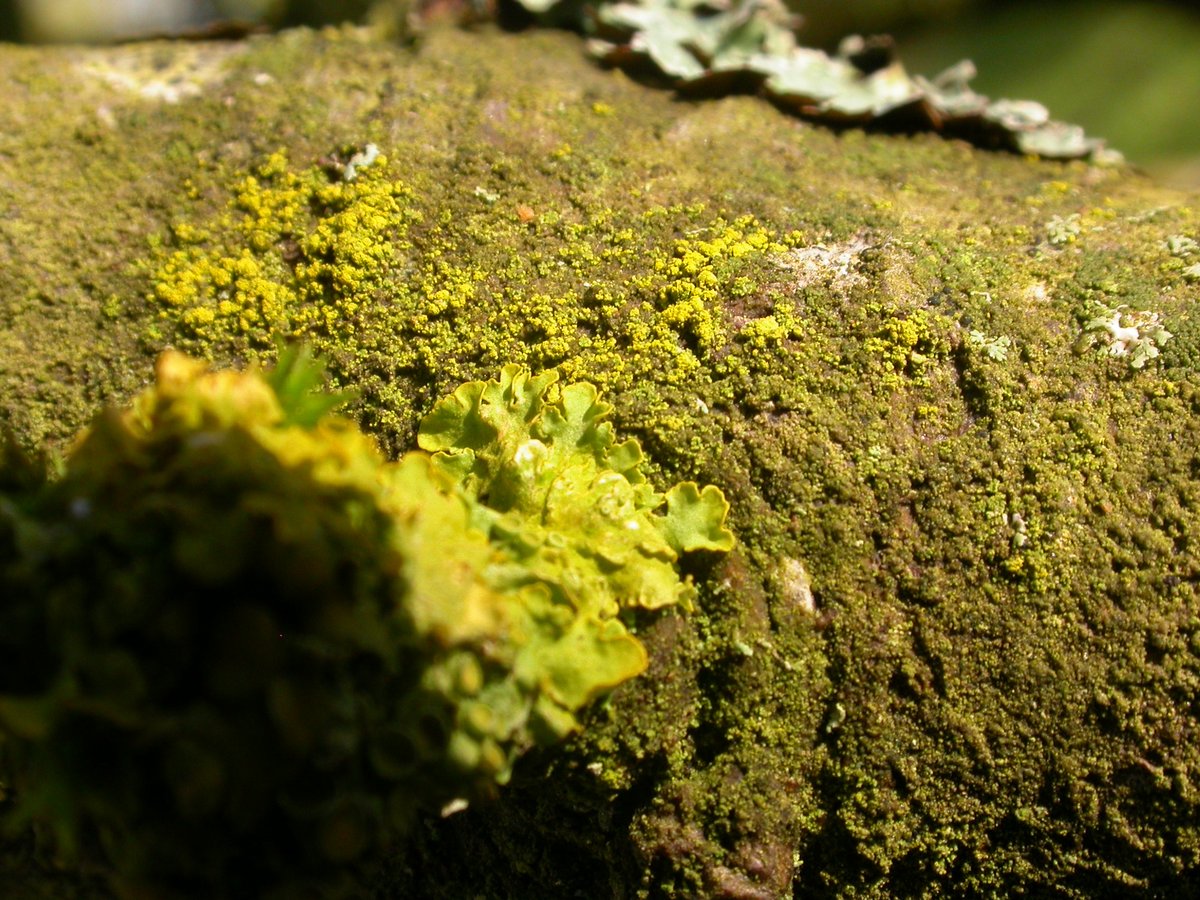 This is the same but with sunlight illumination, X. pari. in foreground and Cand. reflexa behind.