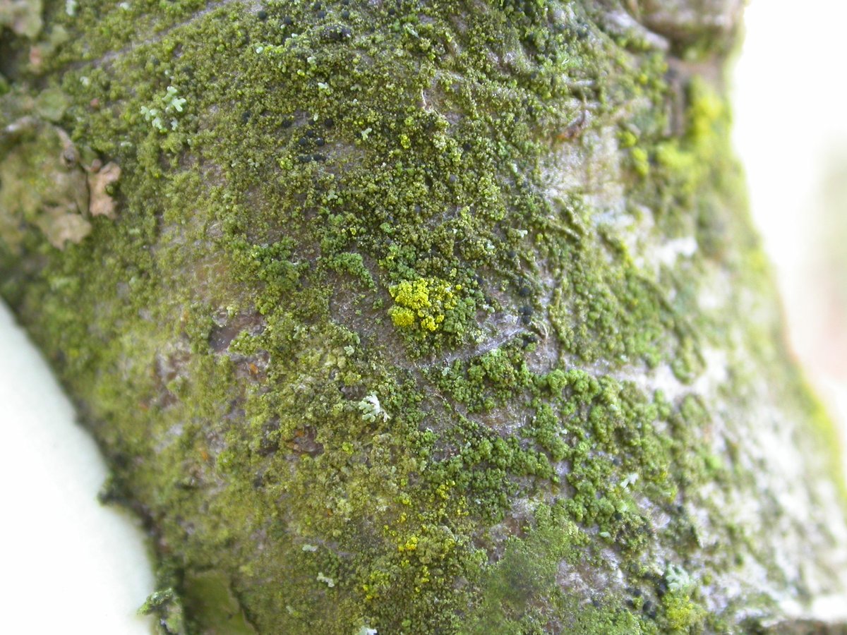 One tiny patch of Candelariella reflexa surrounded by Halecania viridescens (looking very much like algal crust. Algal crust is also present on left side of twig).