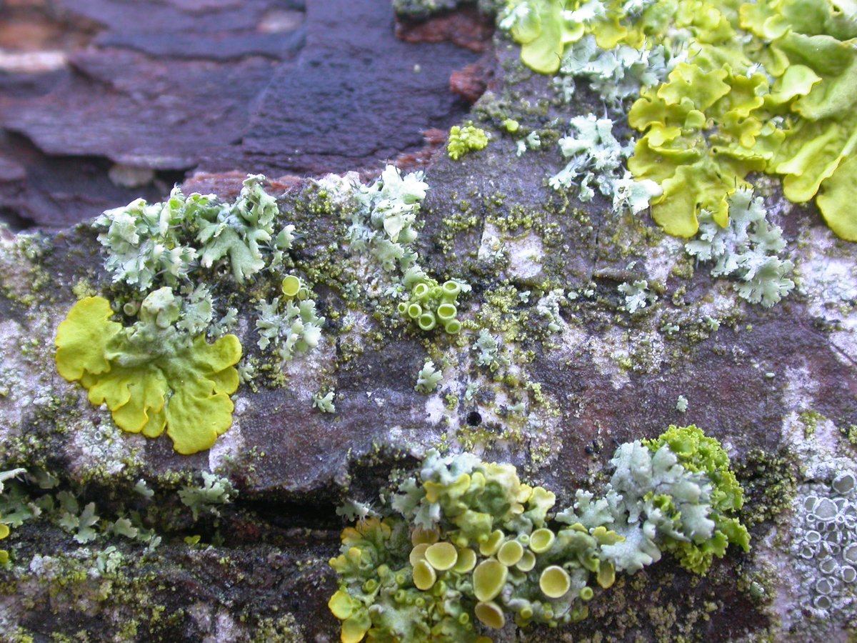 Xanthoria polycarpa in centre of image, three main X. parietina. Plus something different in lower right - clusters of minute yellow frilly fans, X. ucrainica (part of the X. candelaria agg.). Can you make out which is which?