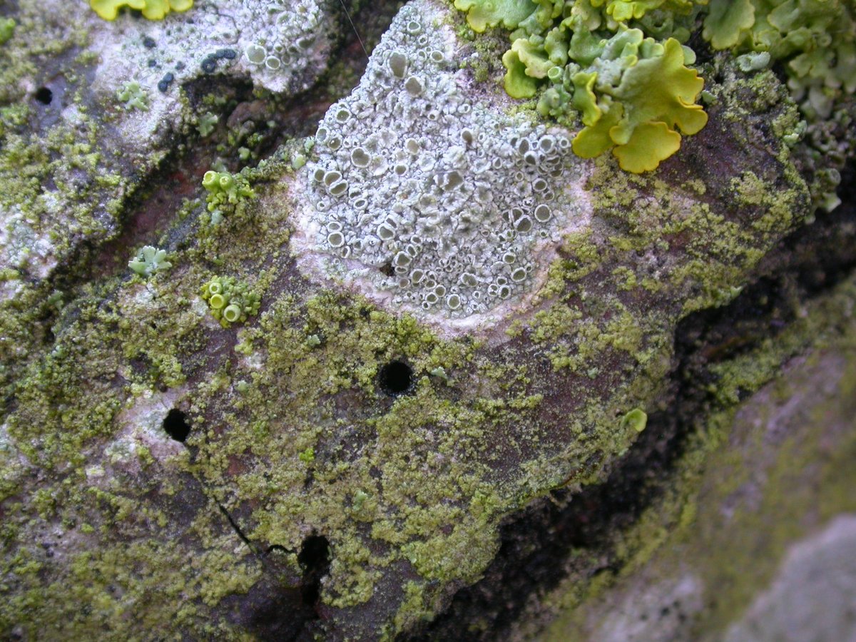 Here we have tiny Xanthoria polycarpa, (Lecanora chlarotera), X. parietina and also a load of dull beige yellow crust - the latter is algal. Algal crusts can be difficult to distinguish from sorediate lichens.