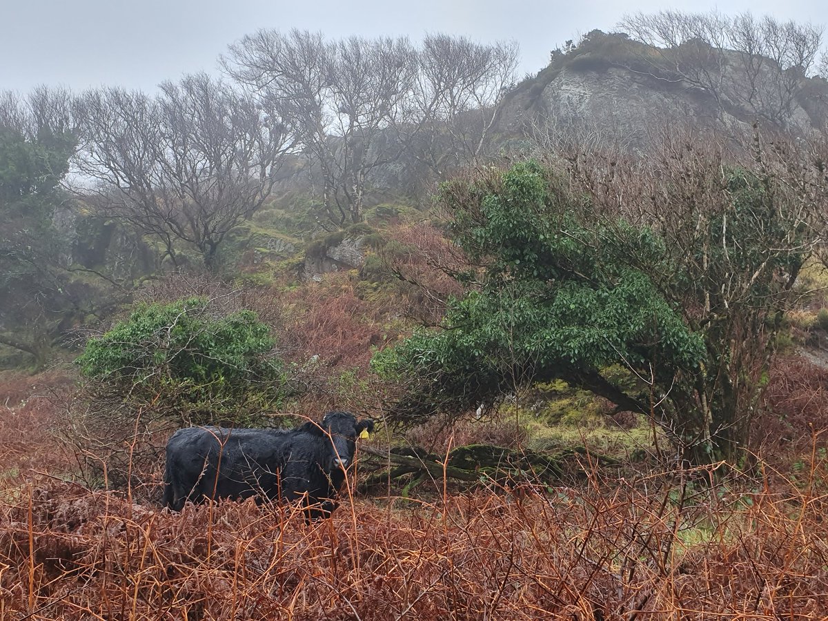 In this way, the Dexters should actually encourage natural regeneration of native woodland. To be clear however, this depends on *very low* stocking rates and, ideally, confining grazing to winter. Overgrazing by *any* herbivore type inevitably leads to ecological impoverishment.
