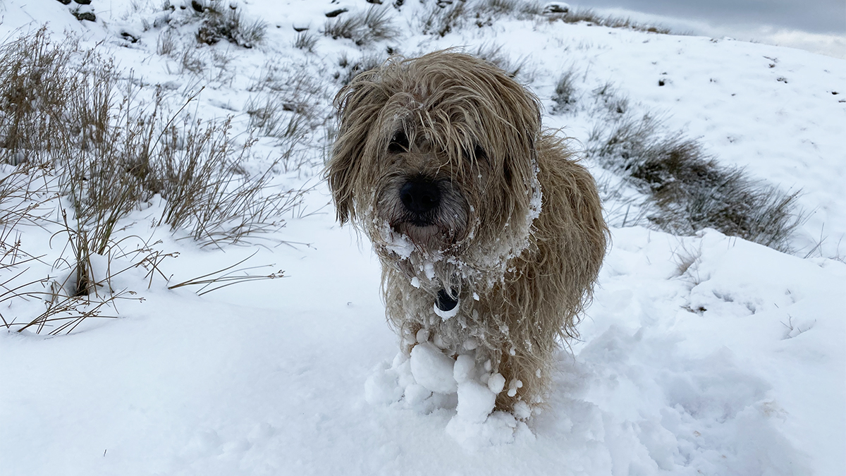 Snow Dog - Ruffy enjoying the snow of last weekend.

 #howtown #snow #cumbria  #Ullswater #theplacetobe #wakeuptoullswater #lakedistrictcumbria #lakedistrict
#martindale
#lovethelakes
#lake_district_photos
#cwherald
@gloriousbritain ⁣
⁣@hike_britain⁣
⁣@genuinebritain⁣
⁣