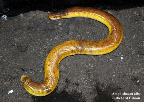 En reptiles, las serpientes no son las únicas que han perdido las patas. Ha sucedido muchas veces y en diversos grupos. Unos ejemplos: Anguis fragilis (fam. Anguidae), Amphisbaena alba (fam. Amphisbaenidae), Lialis burtonis (fam. Pygopodidae), Acantis meleagris (fam. Scincidae).