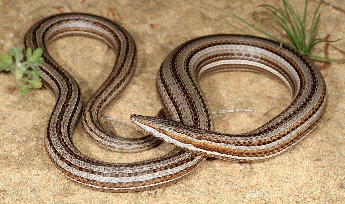 En reptiles, las serpientes no son las únicas que han perdido las patas. Ha sucedido muchas veces y en diversos grupos. Unos ejemplos: Anguis fragilis (fam. Anguidae), Amphisbaena alba (fam. Amphisbaenidae), Lialis burtonis (fam. Pygopodidae), Acantis meleagris (fam. Scincidae).