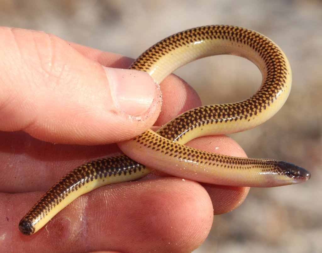 En reptiles, las serpientes no son las únicas que han perdido las patas. Ha sucedido muchas veces y en diversos grupos. Unos ejemplos: Anguis fragilis (fam. Anguidae), Amphisbaena alba (fam. Amphisbaenidae), Lialis burtonis (fam. Pygopodidae), Acantis meleagris (fam. Scincidae).