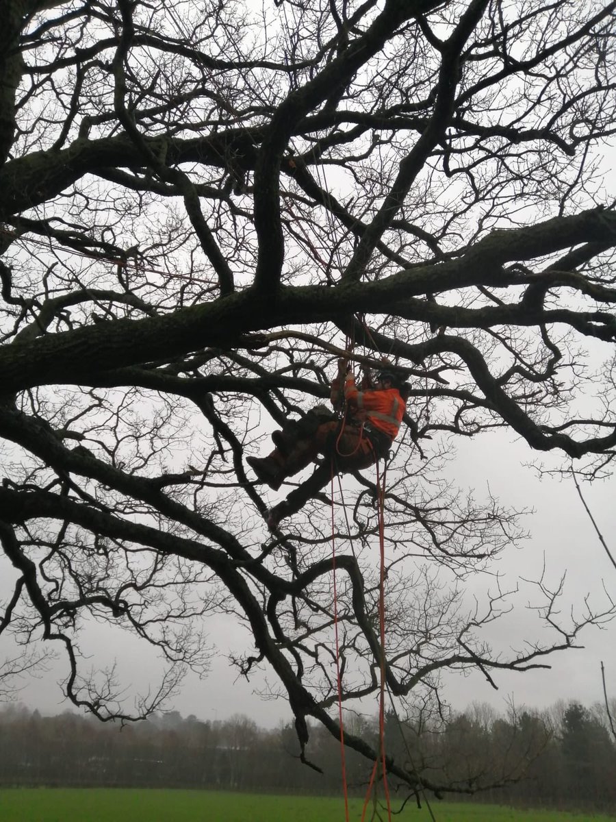 ArbTerrafirma's tweet photo. 2 rope working &amp; aerial rescue training  👀 
Safety is key 🔑 which is why our team are training on the new best practice for 2 rope working with advice and guidance from Terry at the Apex Arb association! 
.
.
.
#terrafirma #safteyfirst #winter #2rope #aerialrescue #training https://t.co/VobrjOt0NZ