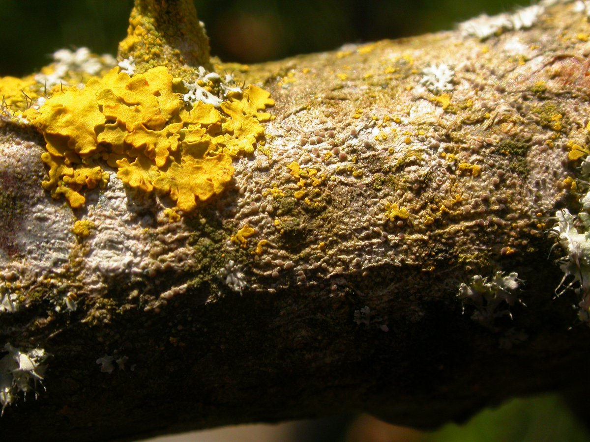 This shows part of the difficulty in recording lichens. The tiny lobes are juvenile X. parietina, same as the large-lobed lichen in upper left.