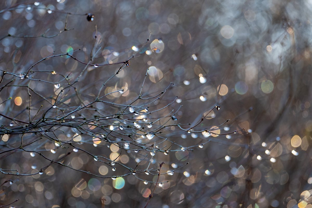 AnnaDeacon's tweet photo. Beautiful, frosty morning #lockdownphotowalk long tailed tits, frosted leaves, frozen drops like diamonds, geese in formation, frost patterns everywhere. Today was good for the soul #thewildfix #naturewalks #joyofsmallthings https://t.co/1QpVnXdZ9l