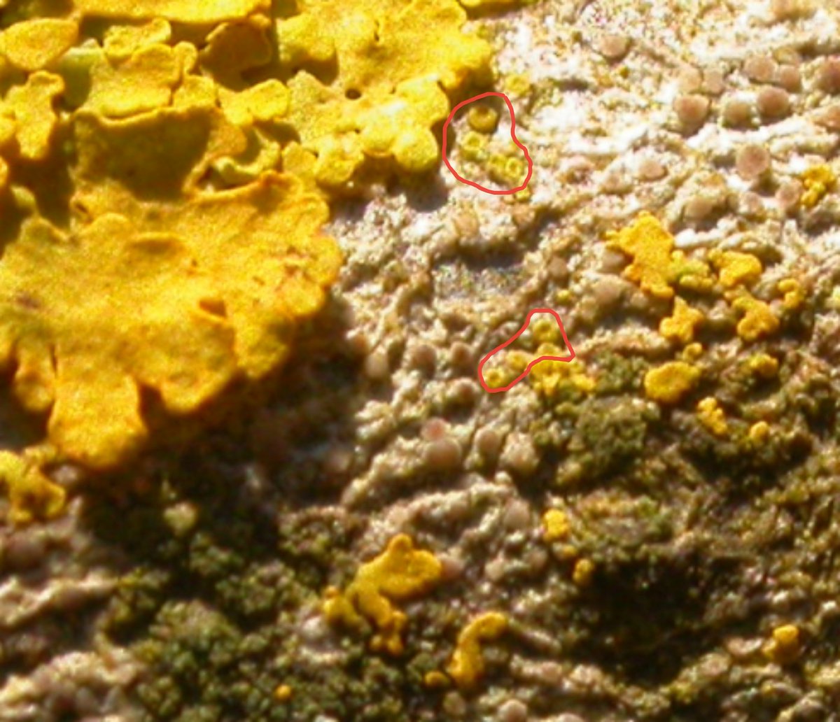 However, there are some tiny yellow apothecia present, not associated with any lobes (ringed in red). These belong to Caloplaca cerinella!