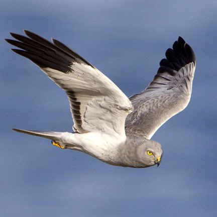 We object to people who kill hen harriers