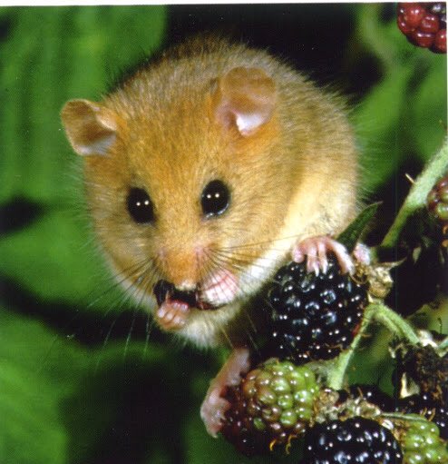 I have had little to do with introductions, perhaps my only brush with it is a job long ago saving dormouse from bulldozers which ended up being part of introduction project into East Anglia