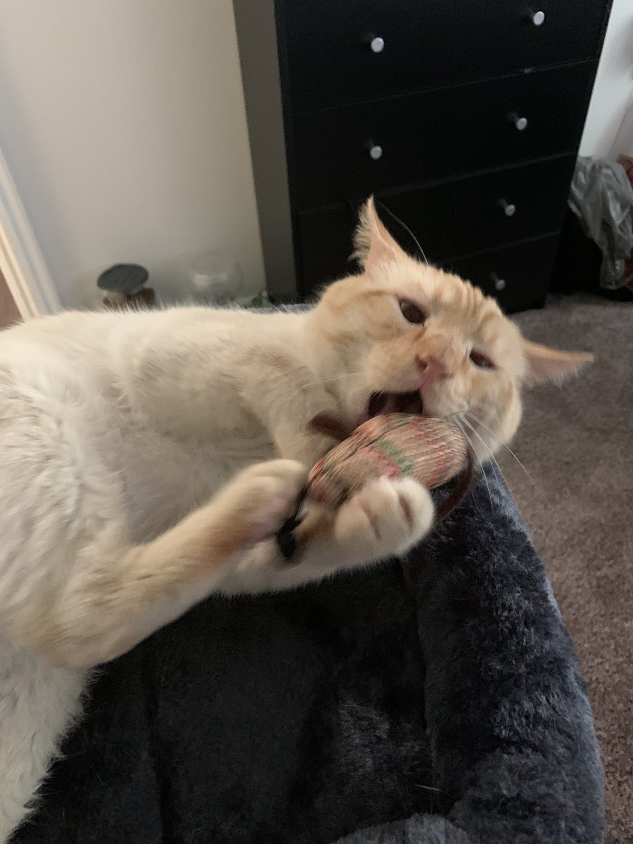 TheoTheGoodBoy's tweet photo. good morning to everyone except this toy mouse https://t.co/9zswmwpT42