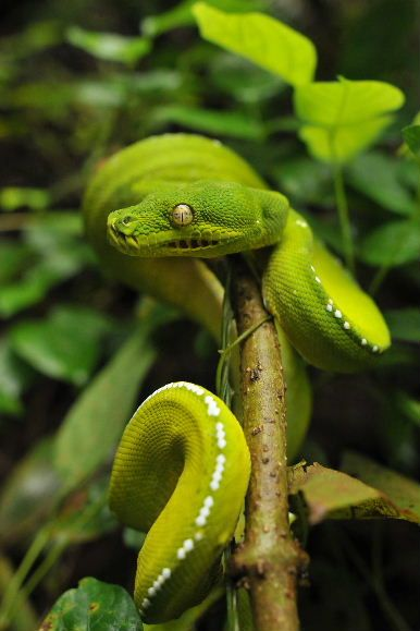 Las víboras, boas y pitones tienen aperturas en los labios o a los lados de los nostrilos que les permiten detectar el calor de sus presas a través de la detección de radiación infrarroja, lo que les permite ver en la obscuridad. Créditos: 1. Daniel Heuclin. 2. George Cruiser.