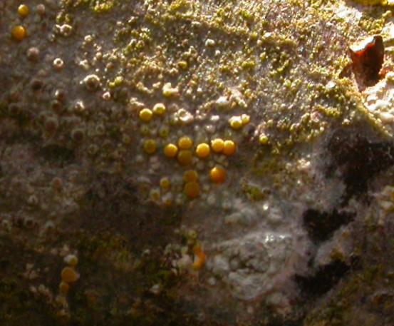 Zooming in on the little patch of C. cerinella apothecia. Note no yellow thallus present (thallus is almost inapparent, mostly immersed in the bark).