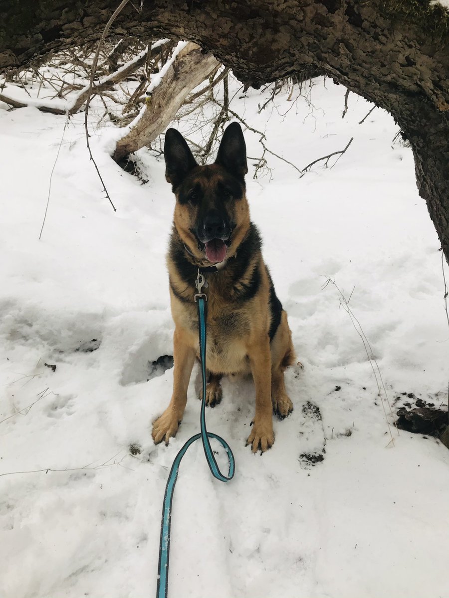 lexilane55's tweet photo. happy 6th birthday to the most handsome doggo out there❤️🎉 https://t.co/zm6FLYdt5B