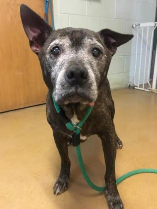 PSPCA's tweet photo. Our #Danville Center has a very special pup looking for a very special home. Karate Chop, who is 12-years-old, was found as a stray and sadly no one came to claim him. Let's get this senior home #furever! https://t.co/nh8OrOJtnW