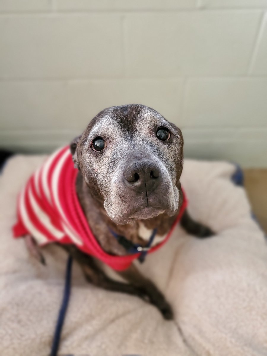 PSPCA's tweet photo. Our #Danville Center has a very special pup looking for a very special home. Karate Chop, who is 12-years-old, was found as a stray and sadly no one came to claim him. Let's get this senior home #furever! https://t.co/nh8OrOJtnW