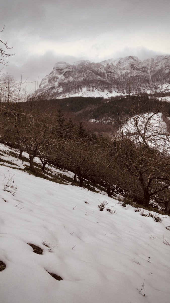 zidernaut's tweet photo. Snow-covered apple orchard, taking advantage to make holes for new plants.

Sagastia elurpean, eroritako zuhaitzak ordezkatuko dituzten landarentzako zuloak egiten.
#winter #negua #lana #work #apple #sagarra #sagardoa #cider #cidre #sidra #plants #landareak #cidernaut https://t.co/Zzvw7vLWhs